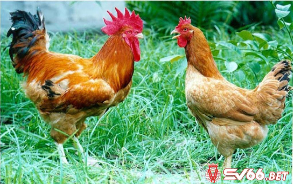 Một số lưu ý quan trọng trong quá trình nuôi gà Lương Phượng tại Việt Nam