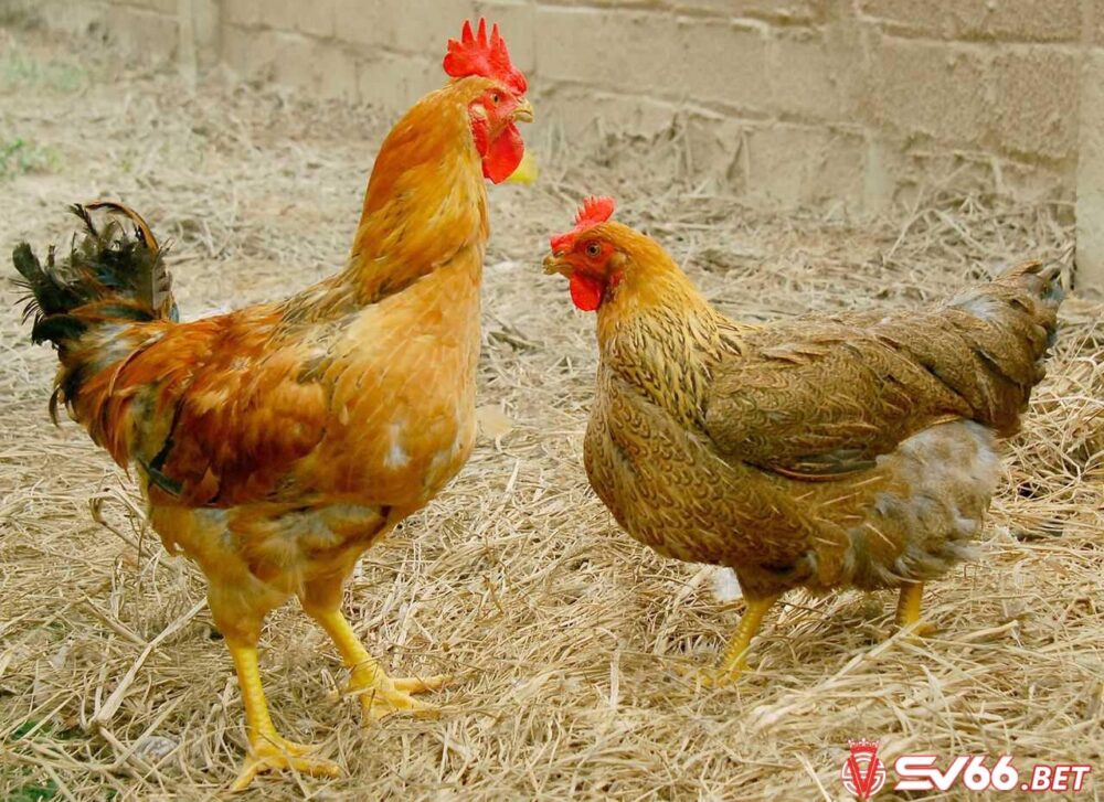 Tìm hiểu nguồn gốc chính xác của giống gà Lương Phượng