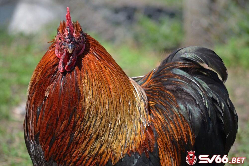 Tìm hiểu nguồn gốc của gà Bắc Kinh