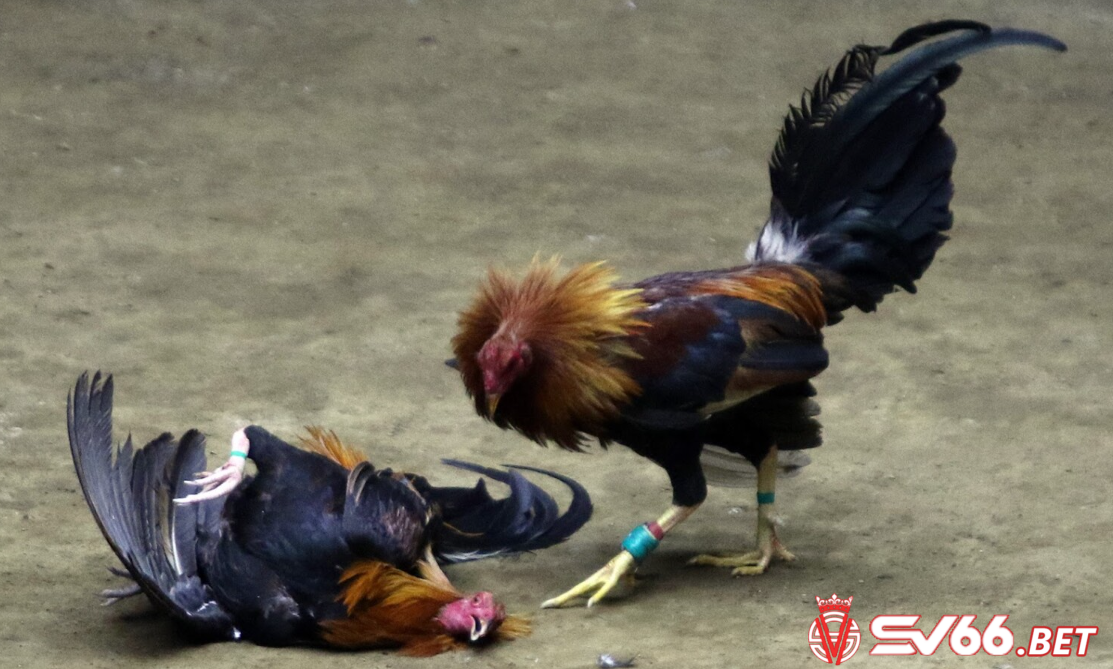 Thường xuyên tiếp xúc gần gũi và ẵm gà sẽ giúp gà quen với người nhanh hơn
