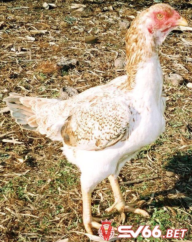 Đặc điểm nhận dạng của giống gà rừng Saipan 
