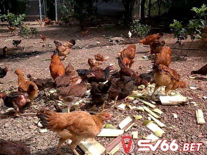 Hướng dẫn chi tiết cách cho gà ăn thân cây chuối đúng cách, an toàn nhất mà người nuôi gà chắc chắn phải biết