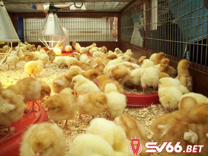 Bí quyết nuôi gà con khỏe mạnh trong quá trình nuôi