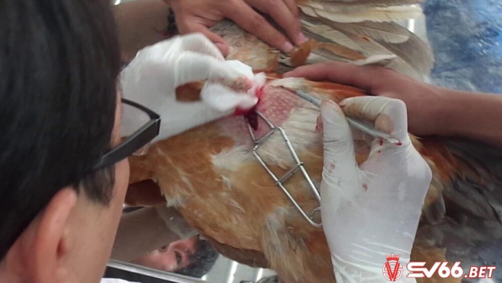 Sau khi thiến bạn nên chăm sóc vết thương ở gà một cách cẩn thận