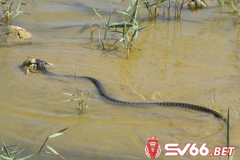 Chiêm bao thấy rắn lướt trên mặt nước