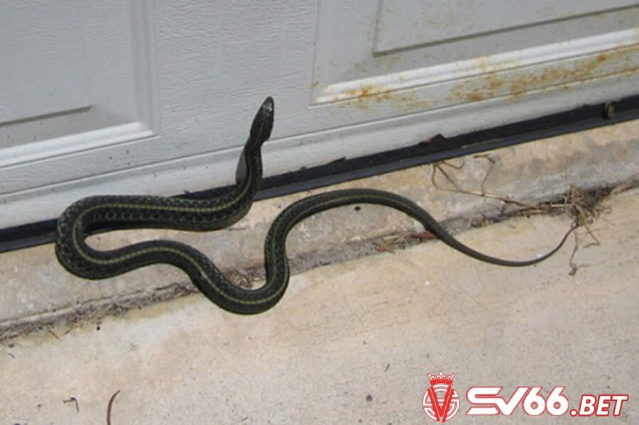 Mộng thấy rắn bò vào nhà